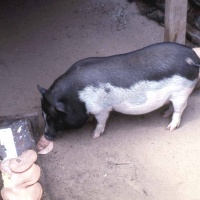 Squadron Mascot