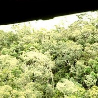 Treetop Flight