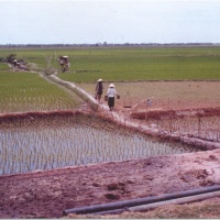 Rice paddies near Phu Bai