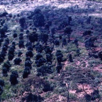 Elephants at Khe Sanh