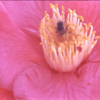 SEARCHING FOR BEAUTY