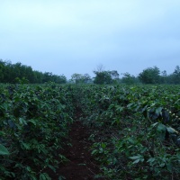 Khe Sanh 2009