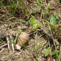 Ordnance Everywhere
