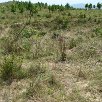 Bomb Crater
