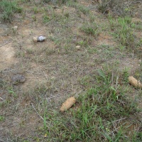 More Ordnance