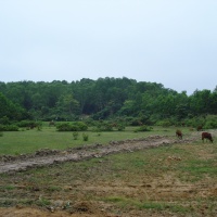 Hill 70