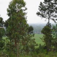 Hill 55