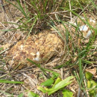 Ordnance on Hill 881