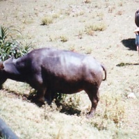 Water buffalo