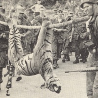 YES there were Tigers in Vietnam