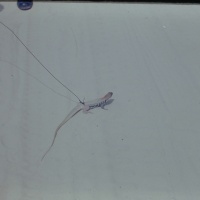IMG00351.JPG