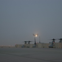 Birds coming home