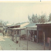 Dog Patch
