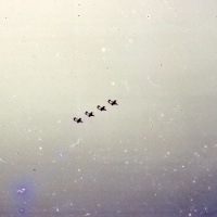 VMO-6 Broncos Flying High