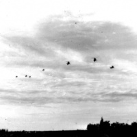 UH-34Ds