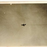FREEDOM BIRD