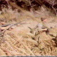 SOG HOT EXTRACT