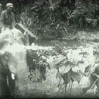 NVA & ELEPHANT SUPPORT SOG PHOTO