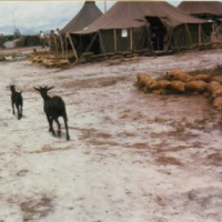 Goats On Patrol in Squadron Tent Area Hue Phu Bai